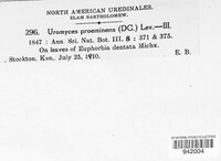 Uromyces proëminens image